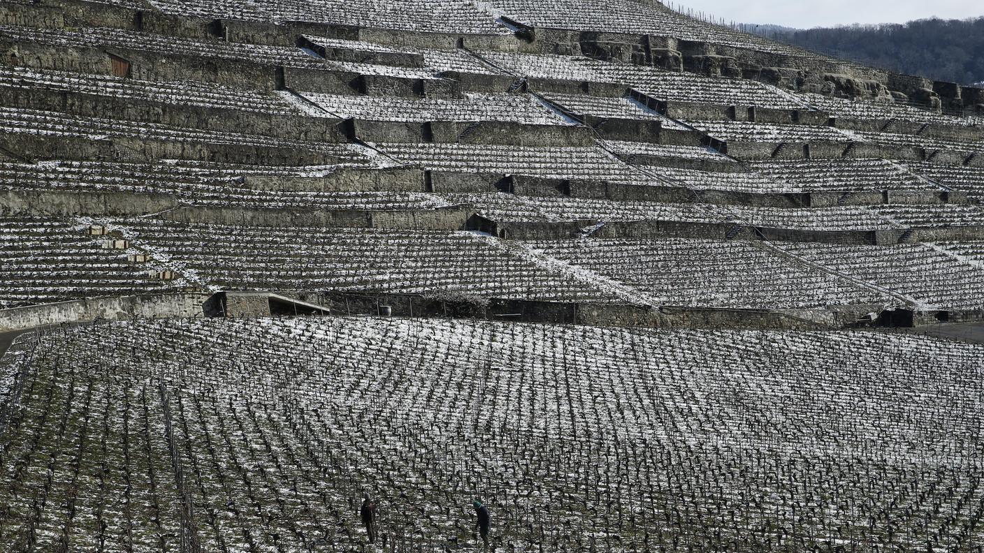 Temperature che mettono a dura prova i viticoltori