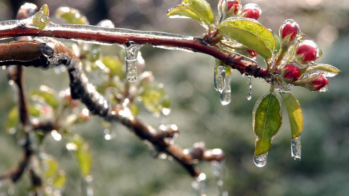 Fiori di melo congelati dall'ondata di freddo dei giorni scorsi