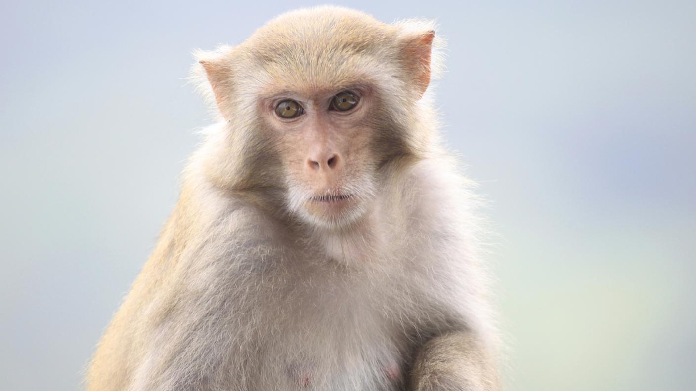 Un macaco simile a quelli che verranno utilizzati a Zurigo