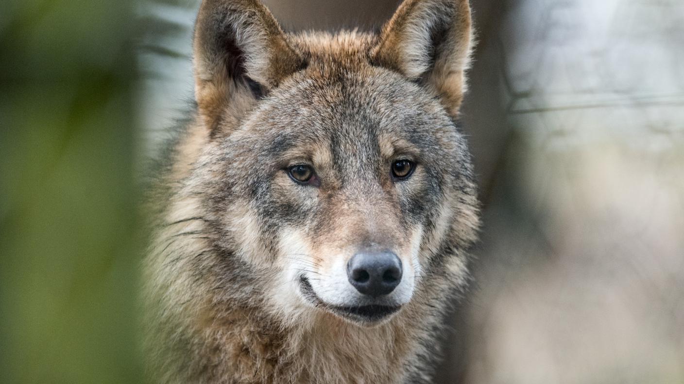 Il maschio vaga per tutta la Svizzera orientale