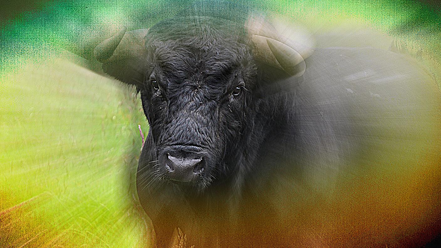 L'animale ha continuato ad attaccare l'uomo, portato in salvo dai familiari