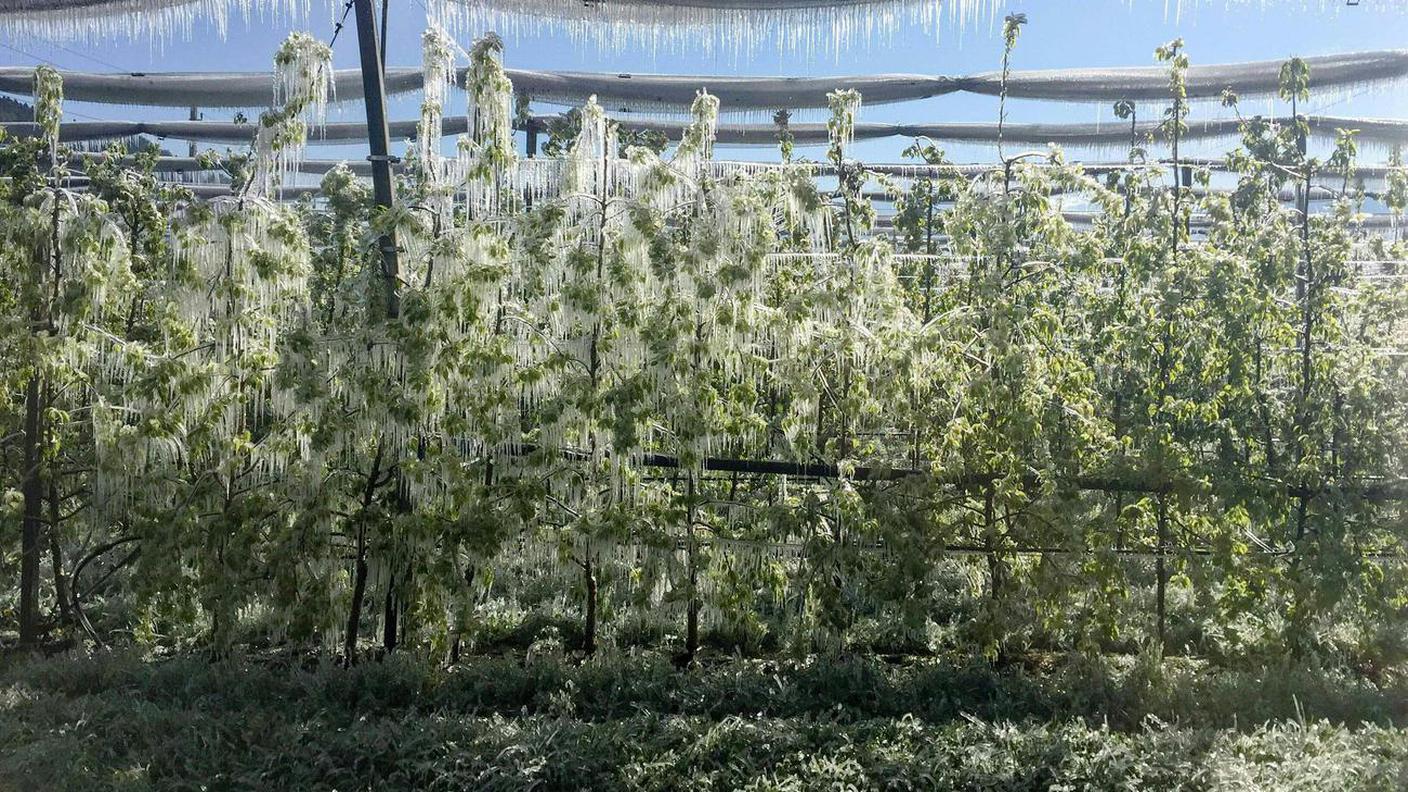 Le gelate di fine aprile hanno colpito pesantemente l'agricoltura