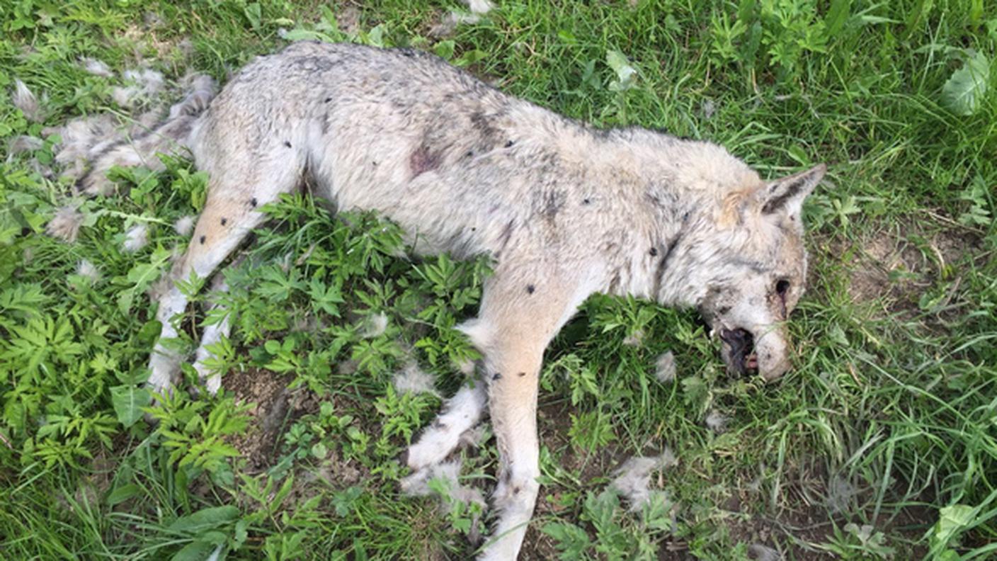 L'animale fotografato dal Servizio delle foreste