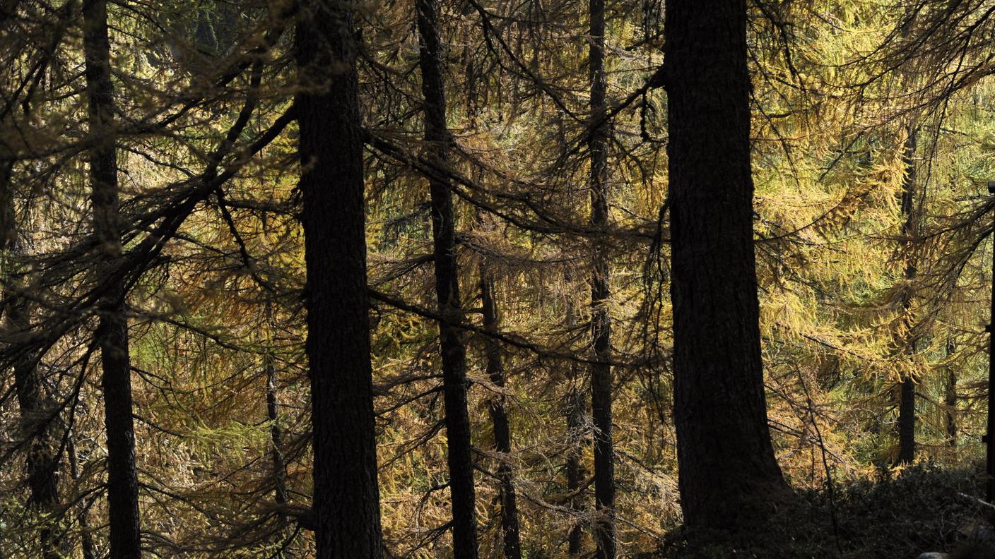 In Ticino e in Vallese, gli effetti delle minori precipitazioni si ripercuotono sulla vita delle foreste