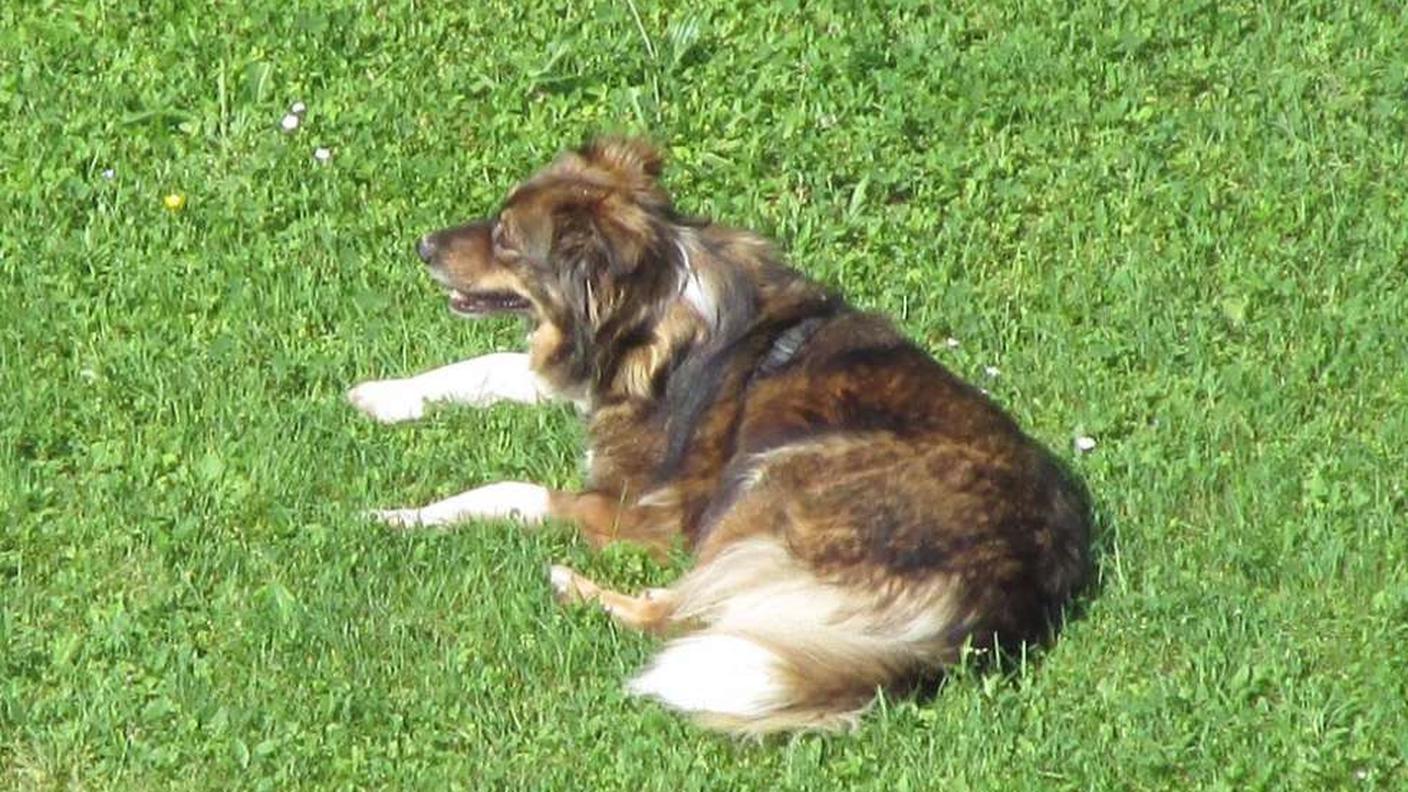 La cagnolina svanita nei pressi di Francoforte è stata ritrovata a Lucerna