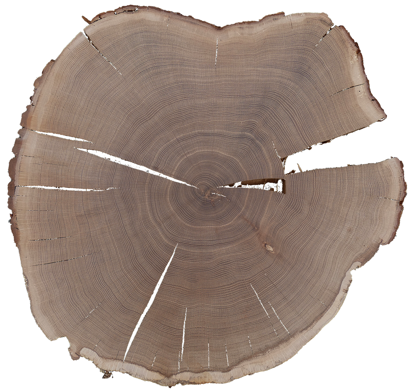 Il disco di una quercia di 200 anni proveniente da Büren an der Aare