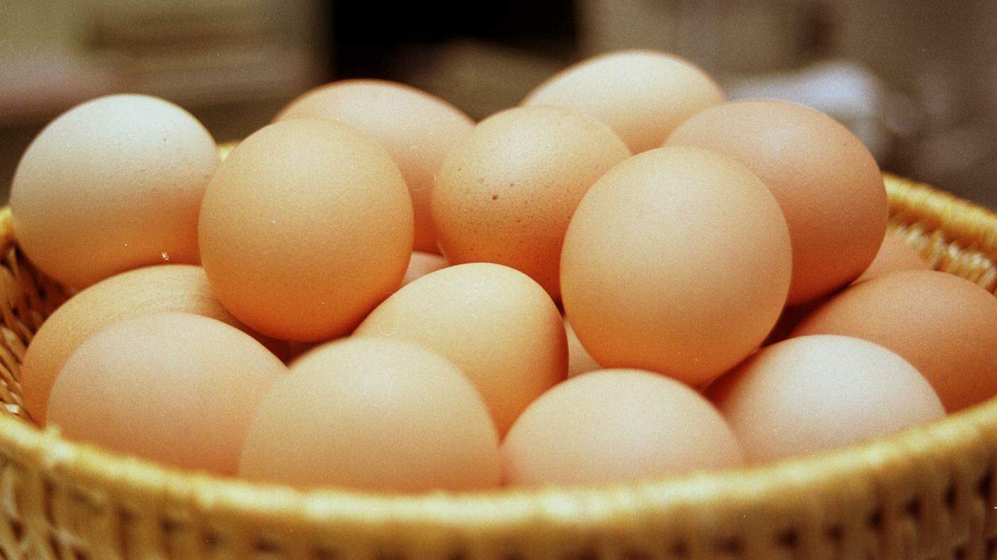 Un uovo su cinque proviene da piccoli allevamenti all'aperto