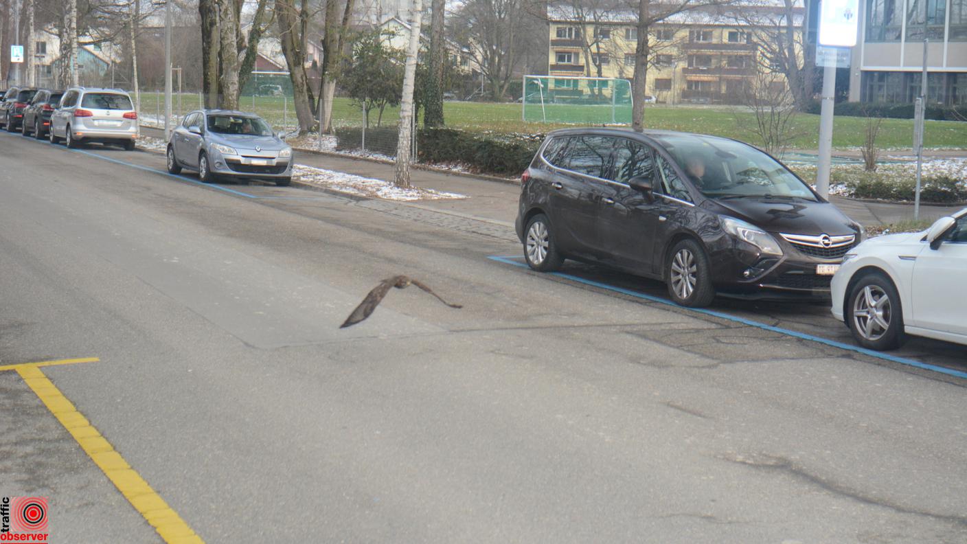 Un uccello rapace immortalato da un radar zurighese in zona 30