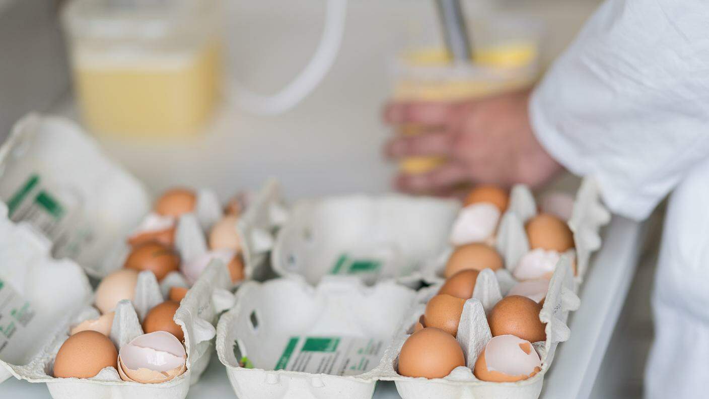 Aldi e Migros ritirano le uova di provenienza estera sospettate di contenere insetticidi