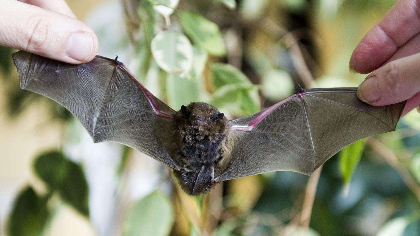 Rari i casi di rabbia tra i pipistrelli in Svizzera