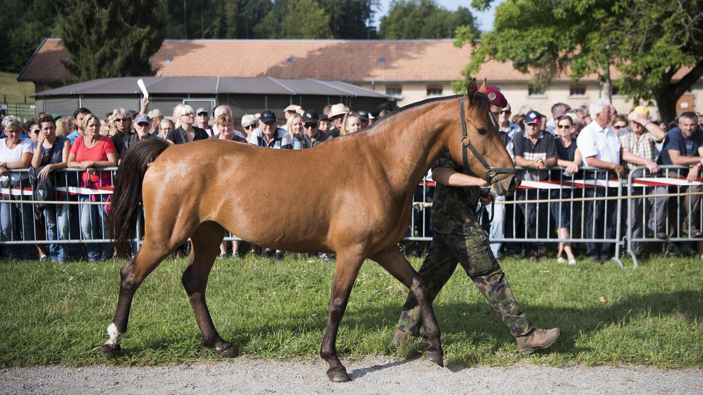 Un cavallo destinato alla vendita