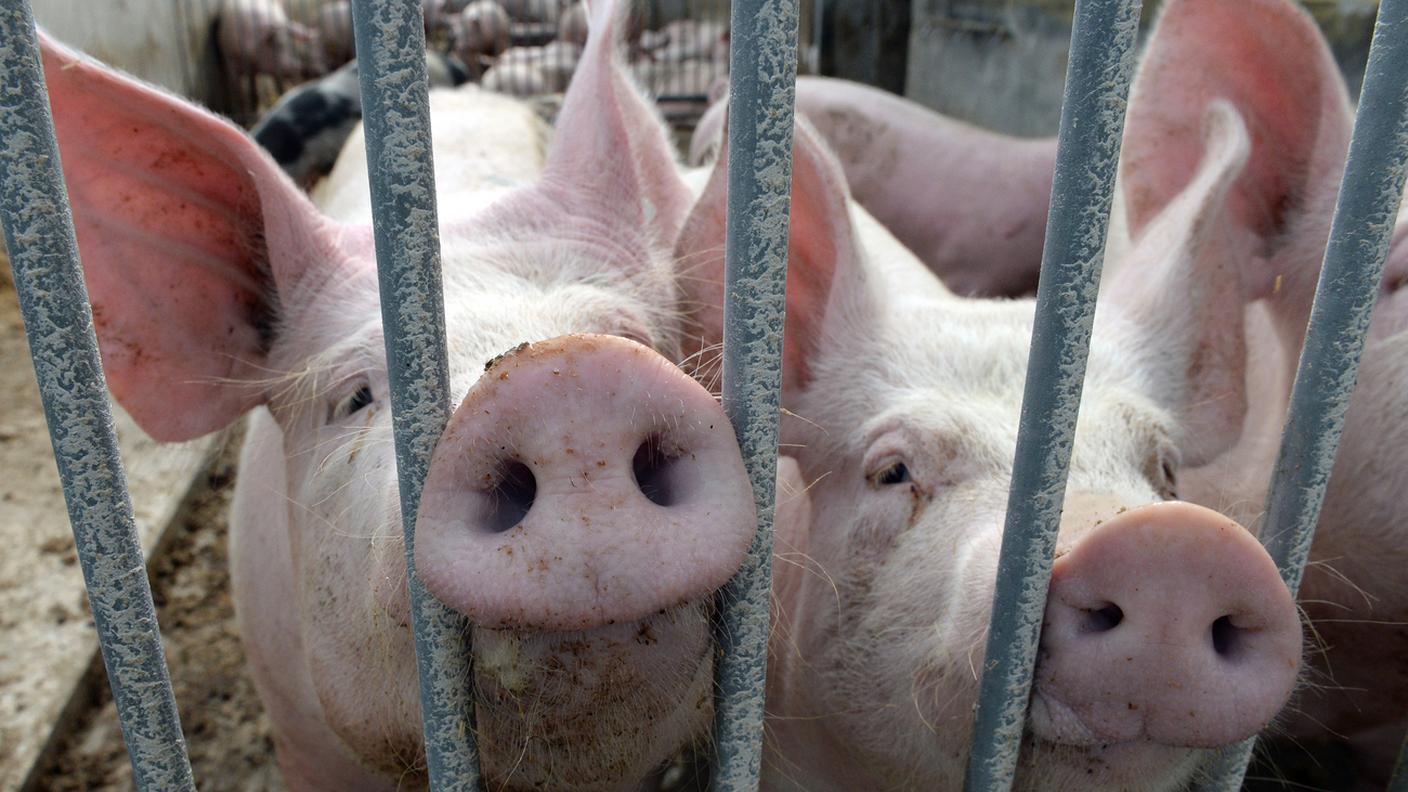 Maiali maltrattati, il canton Vaud regisce con fermezza