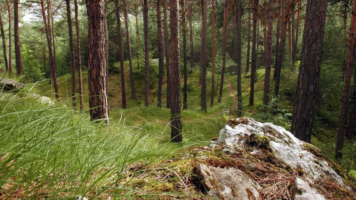 Un bosco svizzero