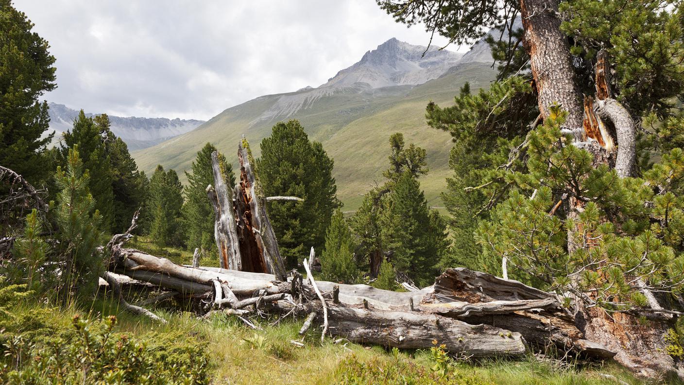 Conseguenze negative per circa la metà degli ambienti naturali