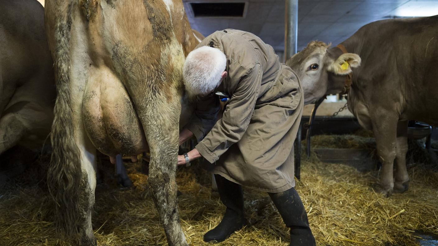 Un veterinario in mezzo alle mucche di una stalla, nei Grigioni