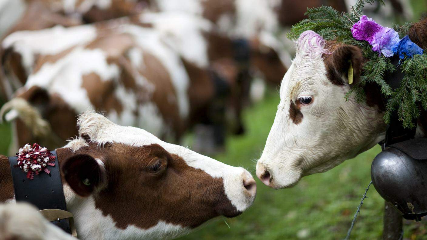 Le mucche prenderanno atto delle decisioni degli umani elvetici
