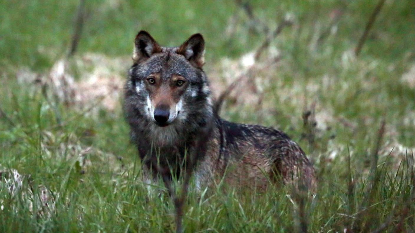 Lo statuto dell'animale sembra comunque destinato a cambiare