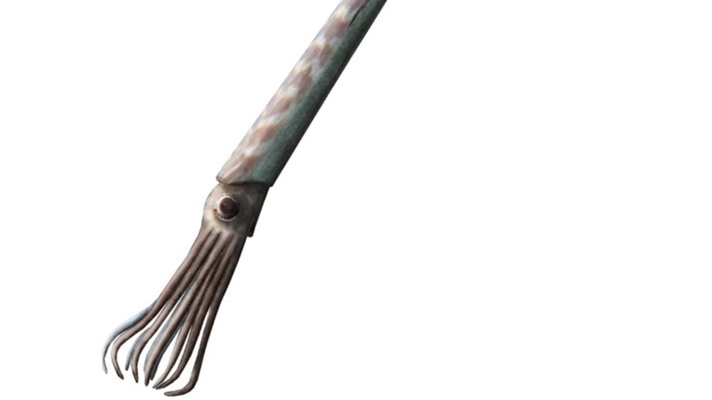 fossile.jpg