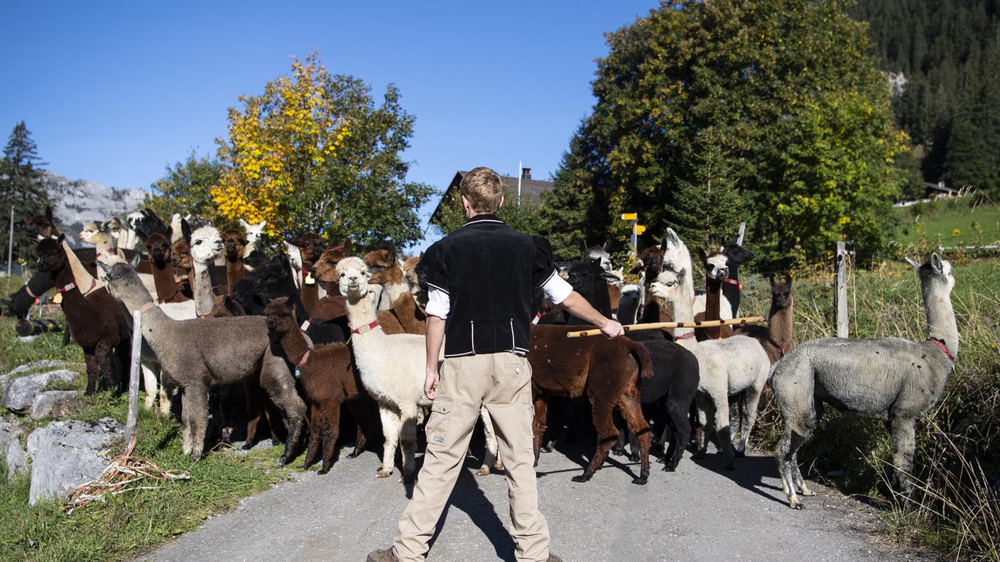 Tre alpaca aggrediti dal lupo