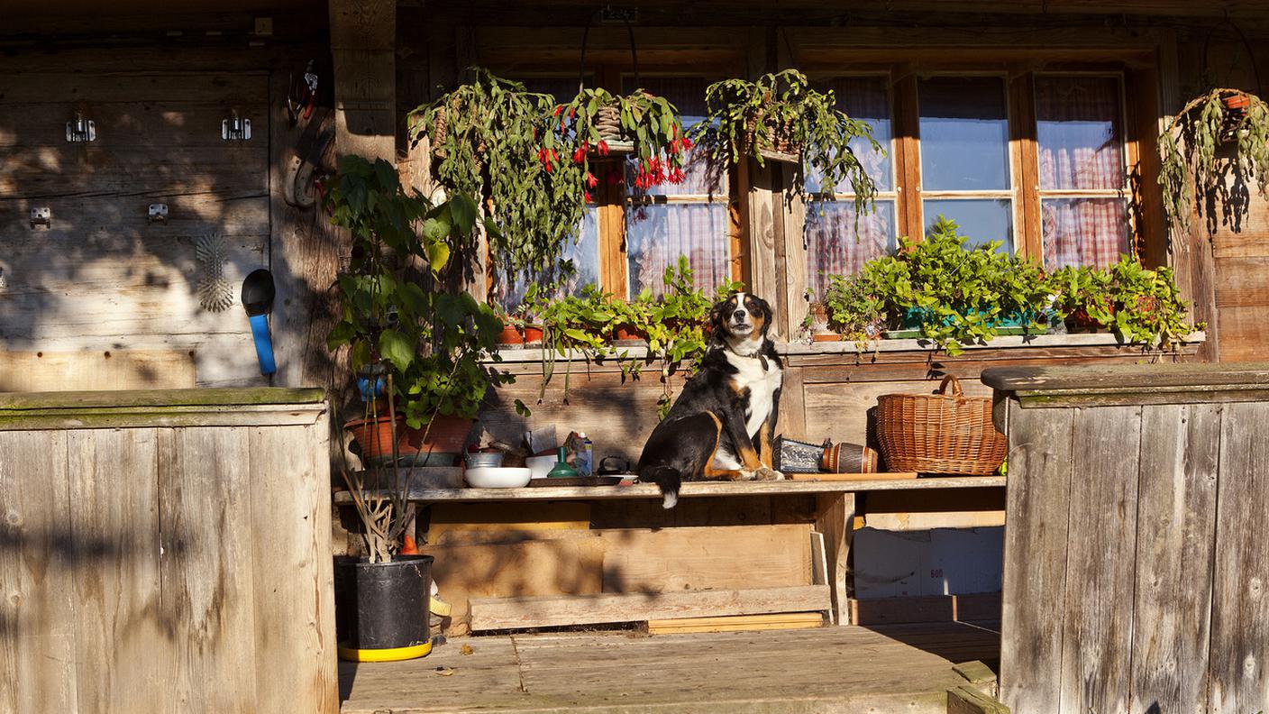 Trascina il cane con l’auto, condannata