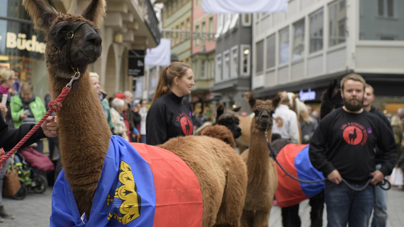 Nientemeno che un lama, con la bandiera del Liechtenstein