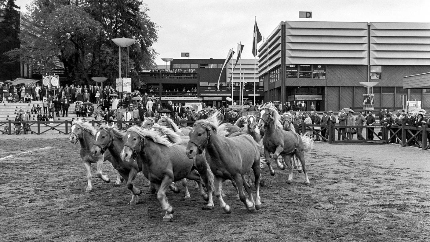 Spettacolo di cavalli (1968)