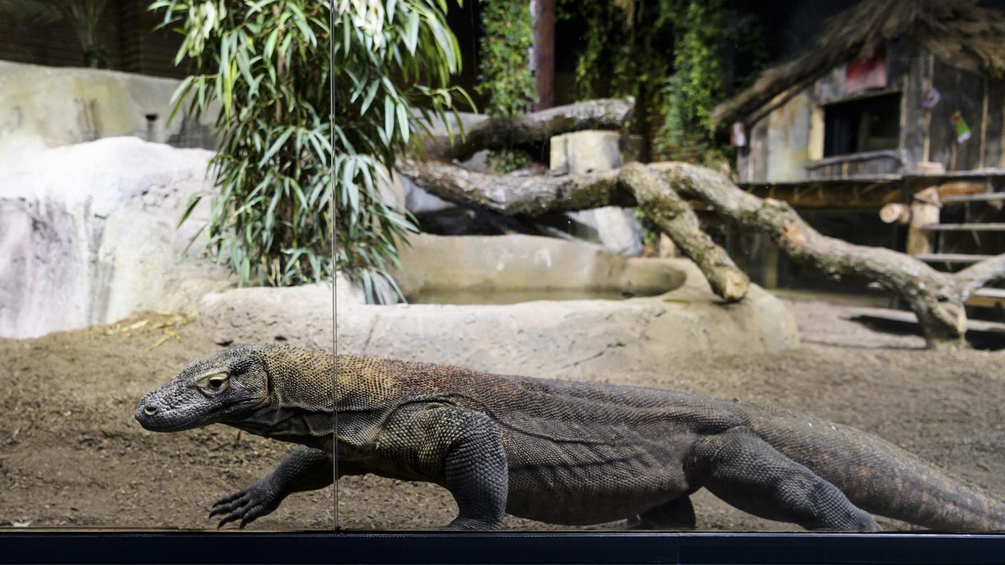 Un drago di Komodo