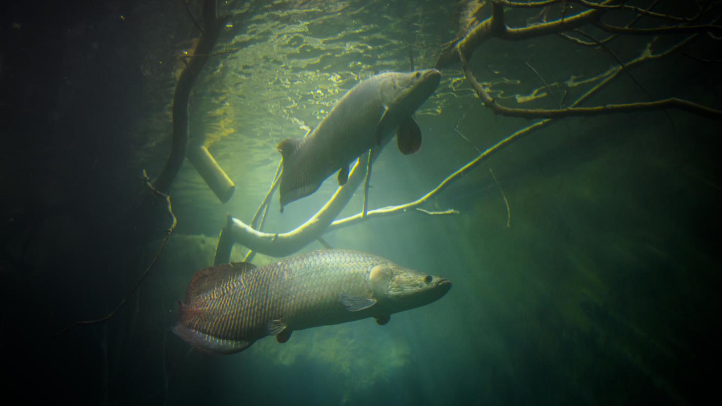 Degli esemplari di arapaima