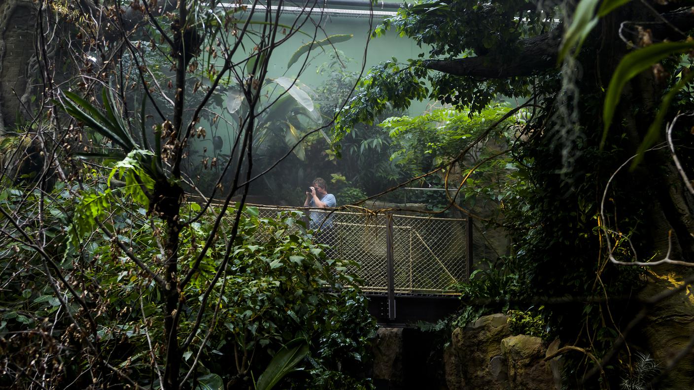 La serra tropicale