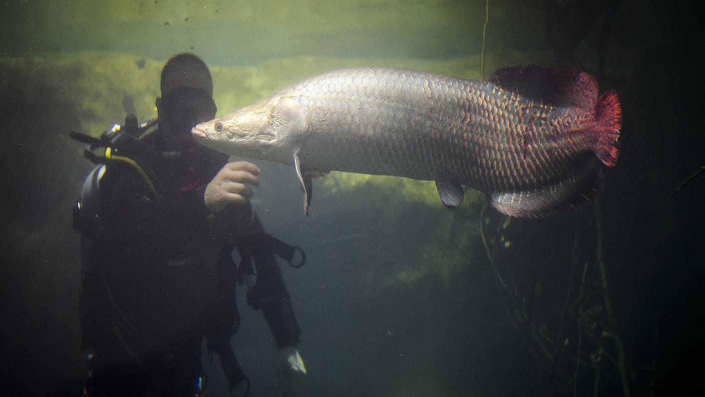 L'arapaima del Peru è il più grande pesce d'acqua dolce del mondo