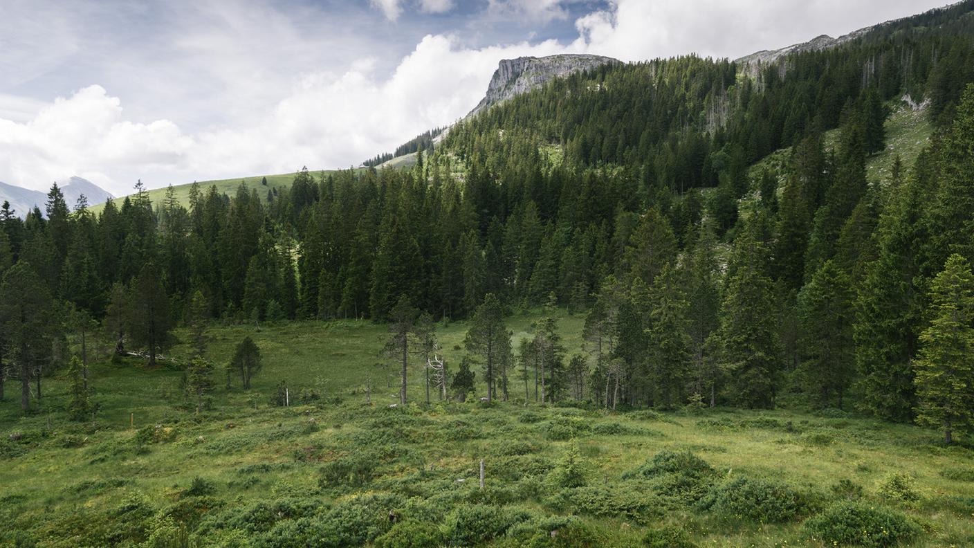 Sulle Alpi, in particolare al di sopra dei 1'800 metri, gli alberi stanno guadagnando terreno