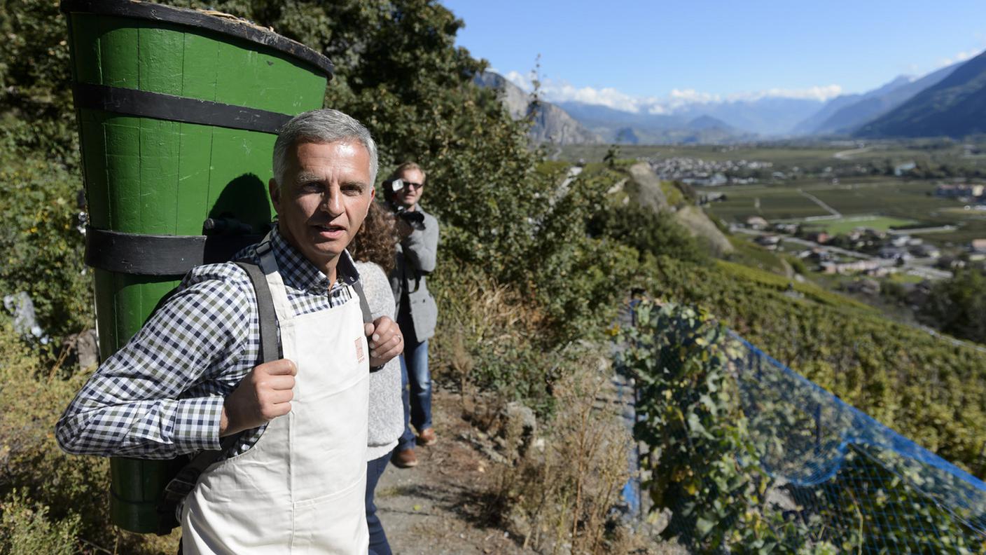 La vendemmia nella vigna di Farinet a Saillon nel 2014