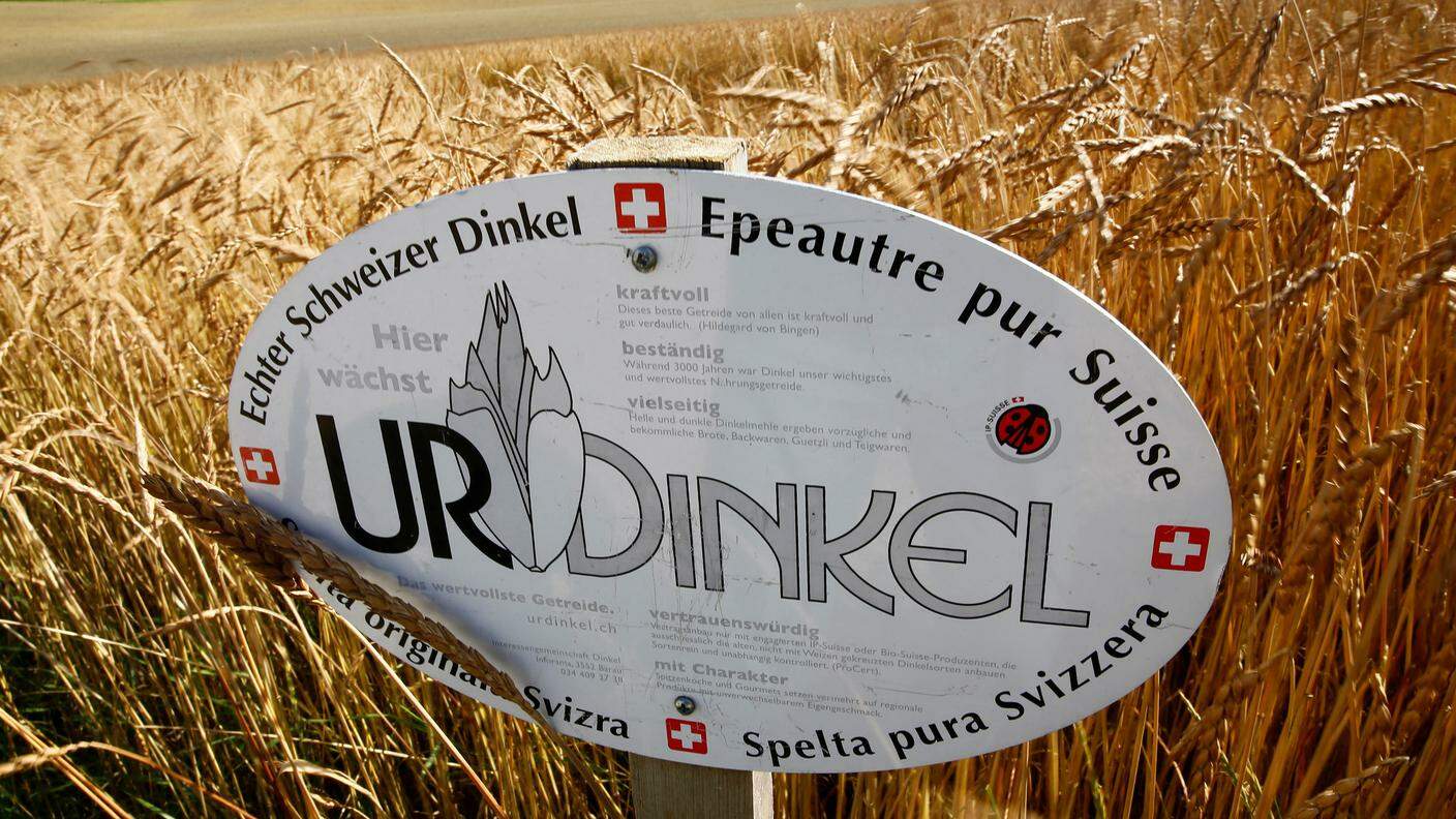 Il Consiglio federale ha elaborato la nuova strategia per l'agricoltura elvetica