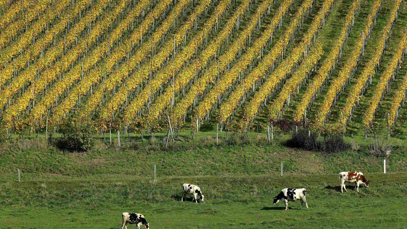 Berna prevede una politica innovativa a 360 gradi per l'agricoltura nazionale