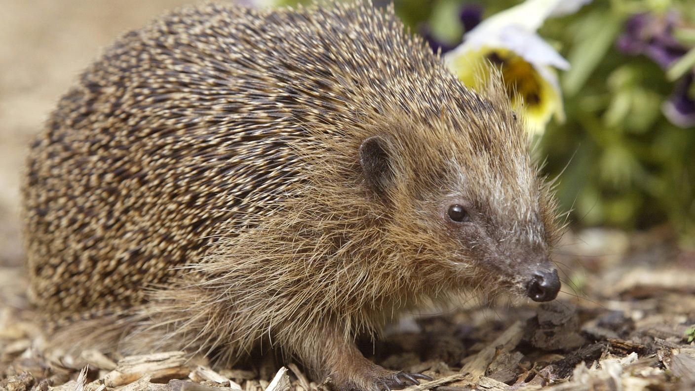 Aumento sensibile delle denunce per maltrattamento di animali