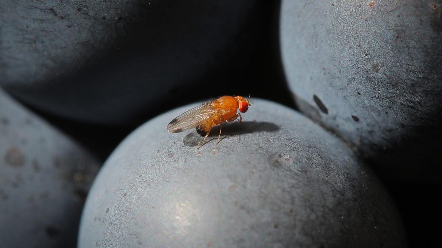 drosofila del ciliegio