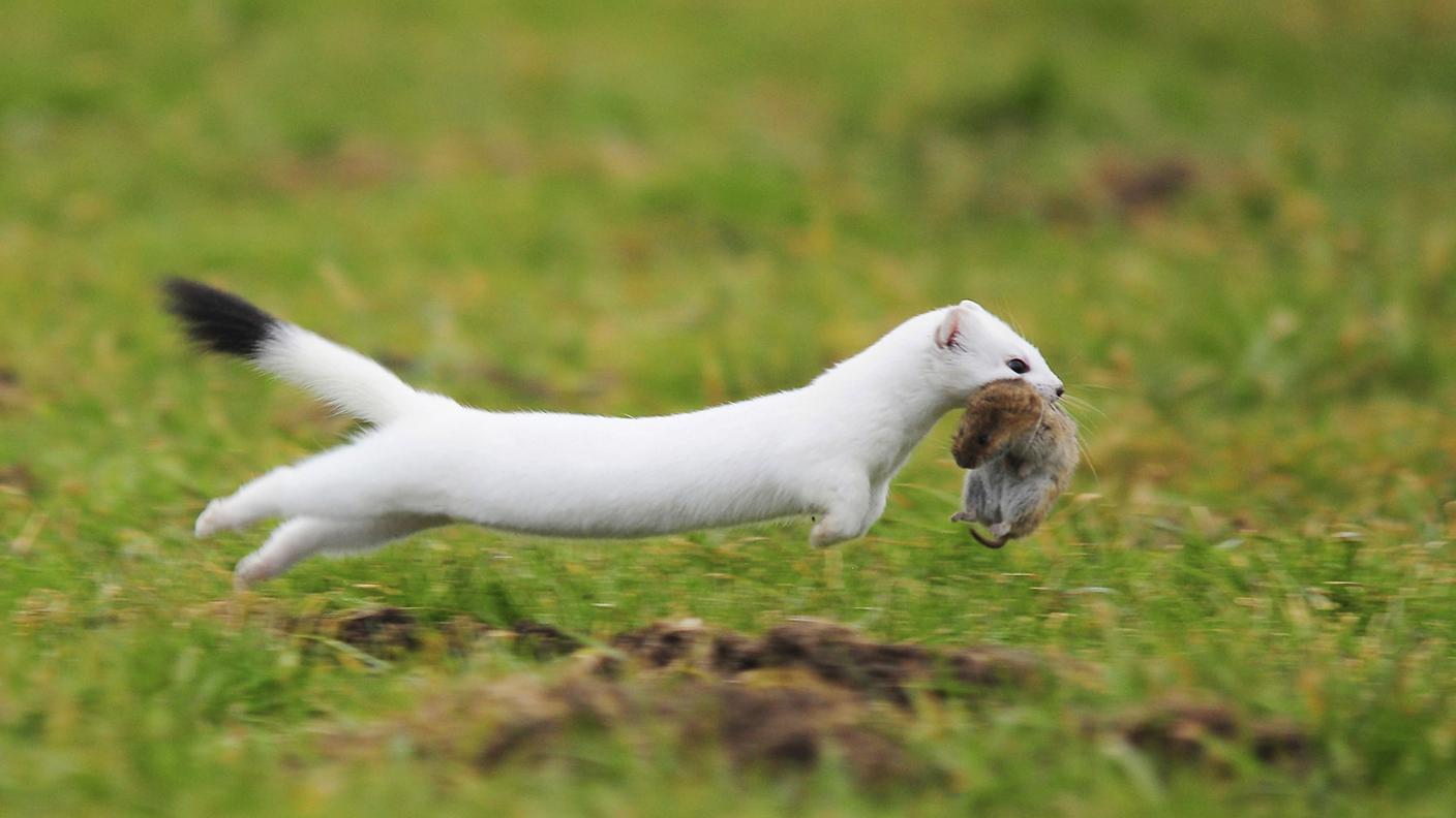 Tra le fauci un topolino campagnolo (arvicola terrestris)