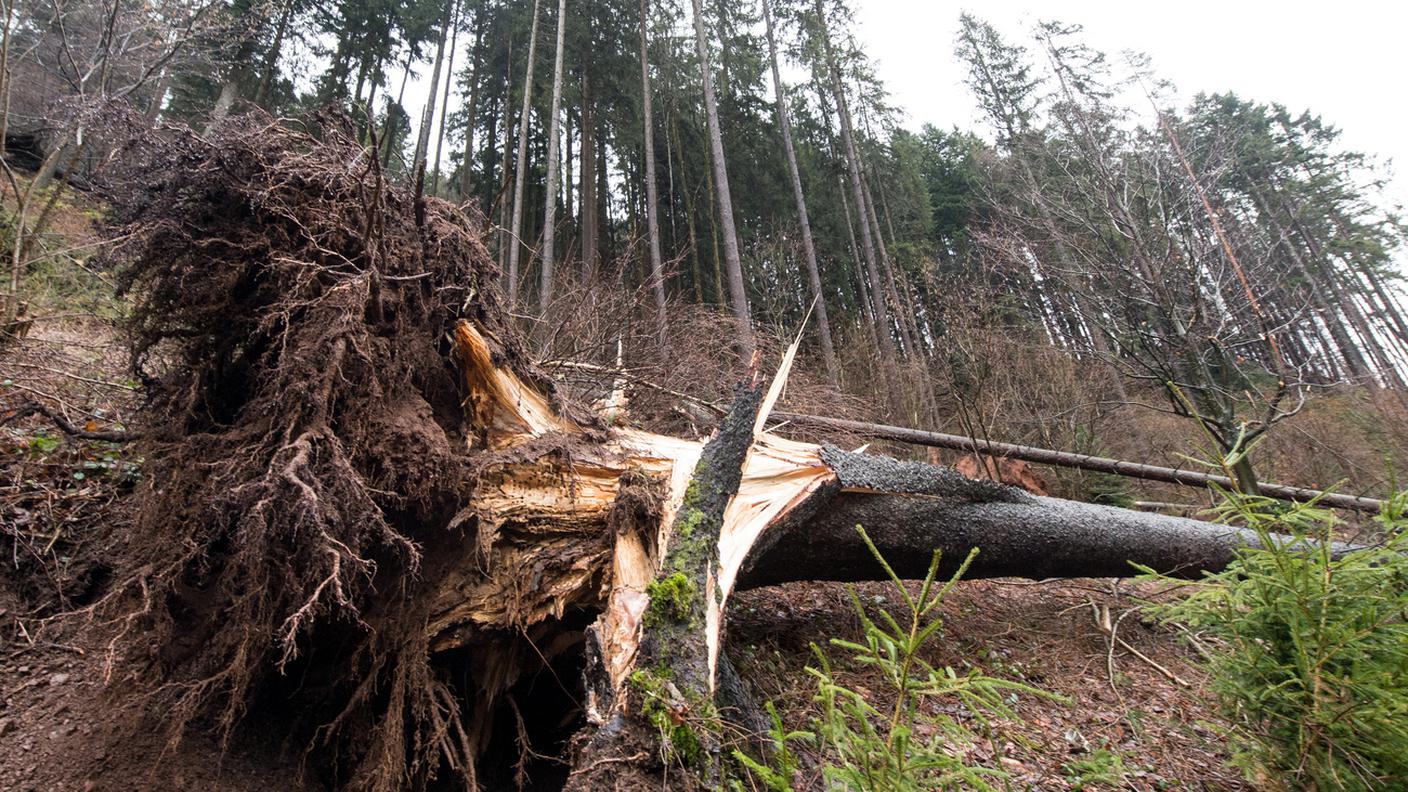 Tanti gli alberi sradicati, ma non siamo ai livelli del 1999