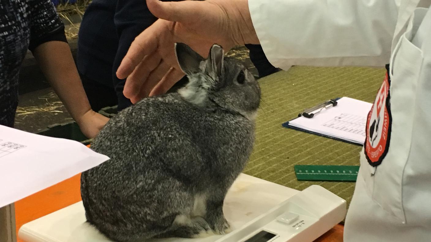 Dietro le quinte dell'Esposizione svizzera dei piccoli animali