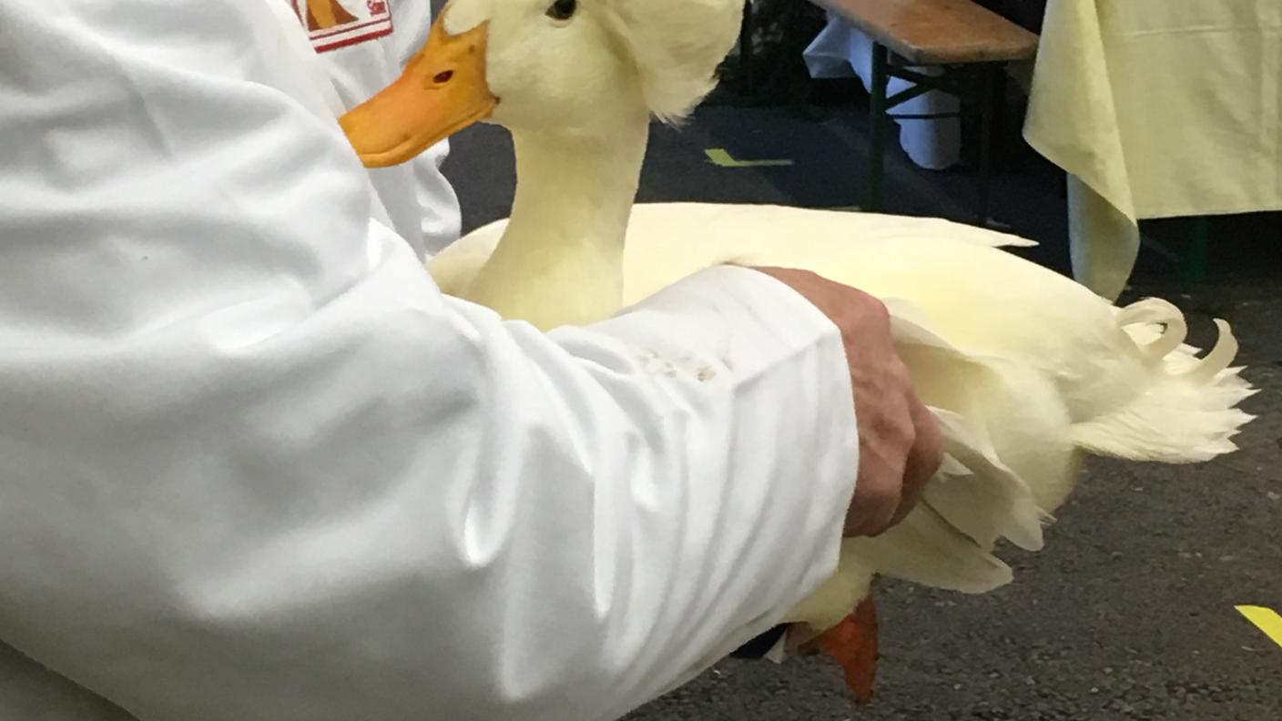 Dietro le quinte dell'Esposizione svizzera dei piccoli animali