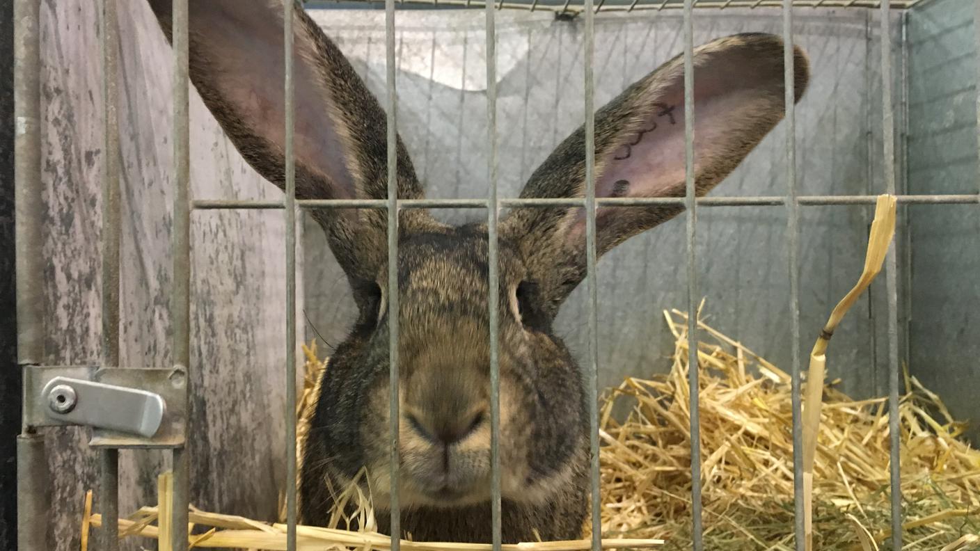 Dietro le quinte dell'Esposizione svizzera dei piccoli animali