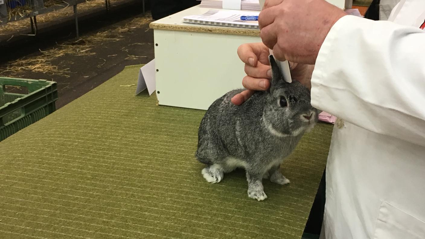 Dietro le quinte dell'Esposizione svizzera dei piccoli animali
