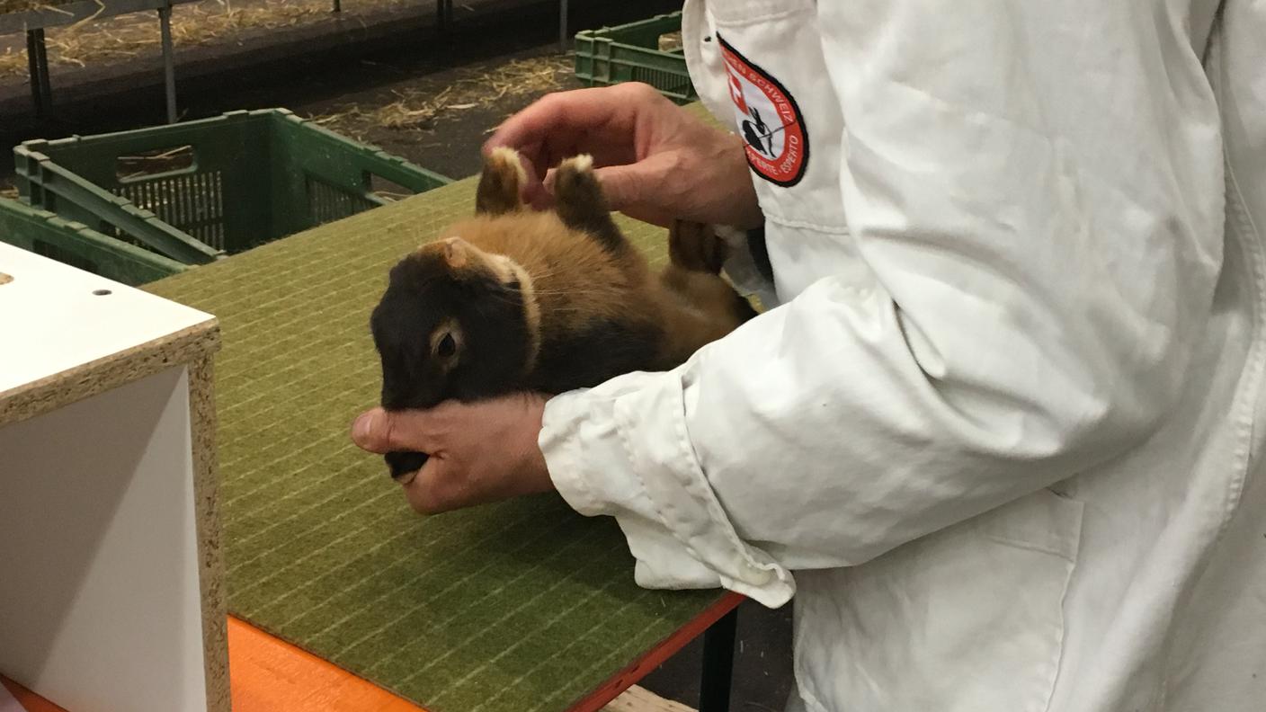 Dietro le quinte dell'Esposizione svizzera dei piccoli animali