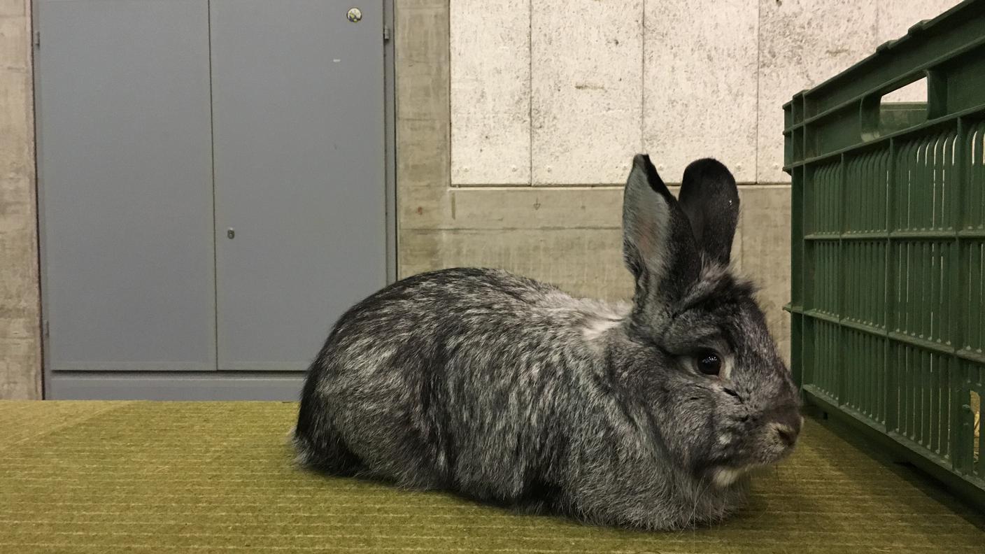 Dietro le quinte dell'Esposizione svizzera dei piccoli animali