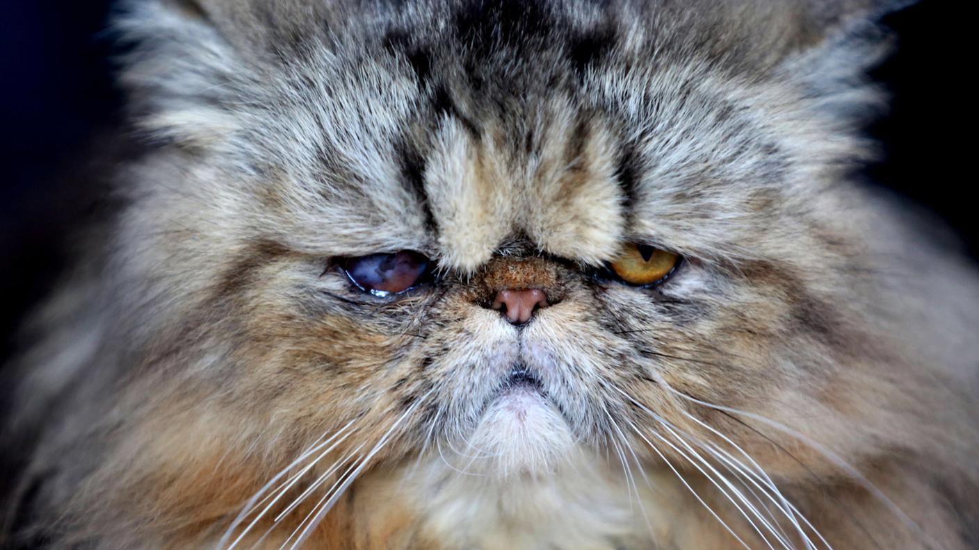 gatti