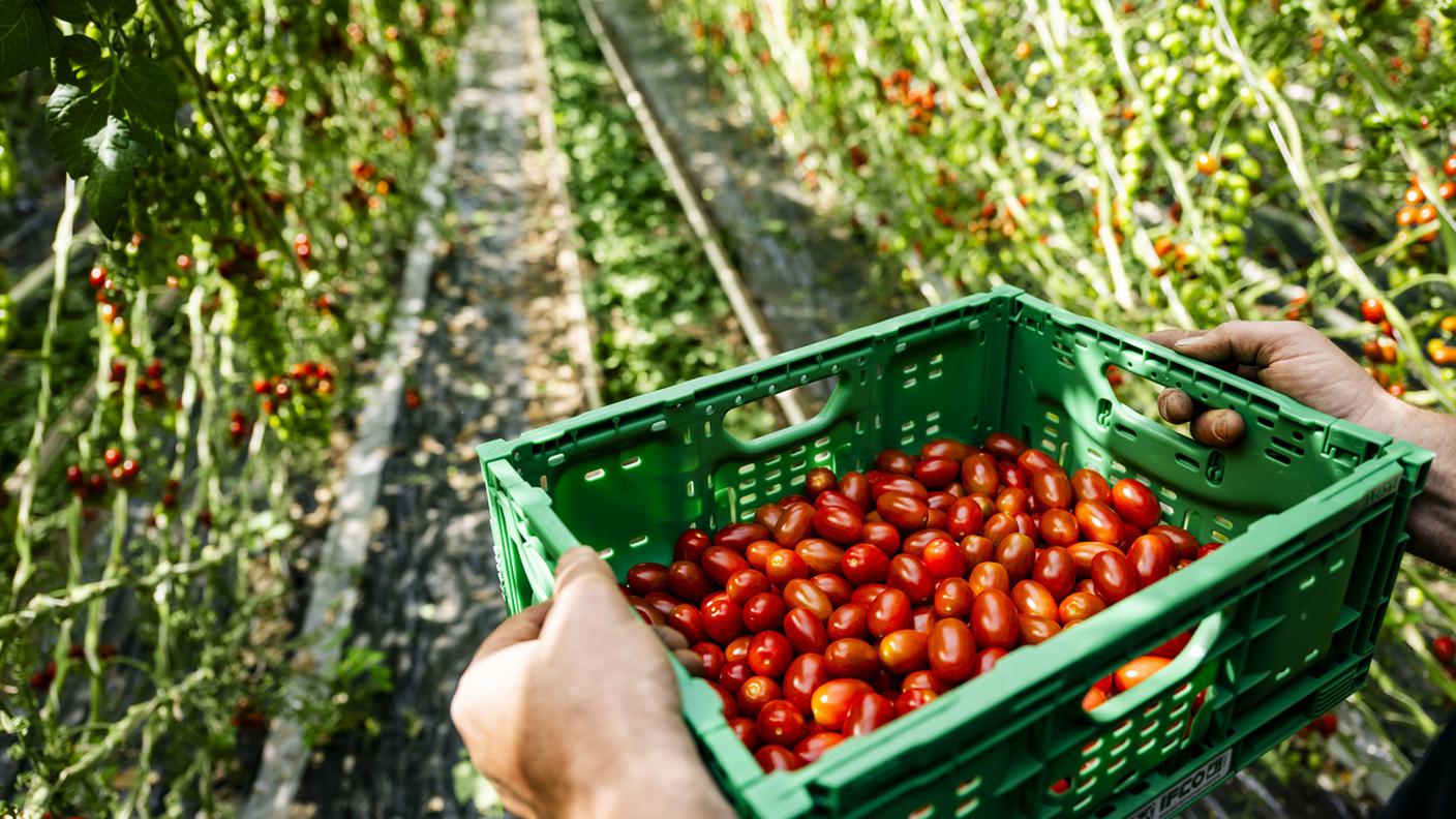 Si voterà sull’iniziativa “alimenti sicuri”