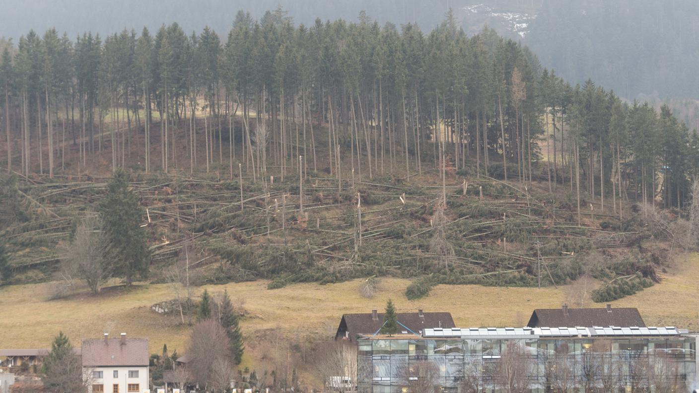 Alberi abbattuti Oltralpe