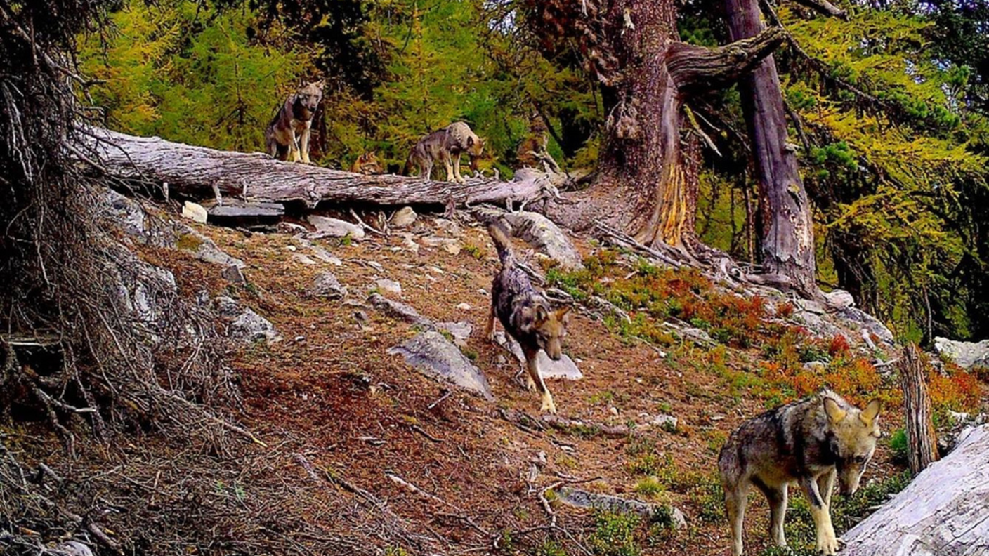 2023 11 28 Régulation proactif loup.png