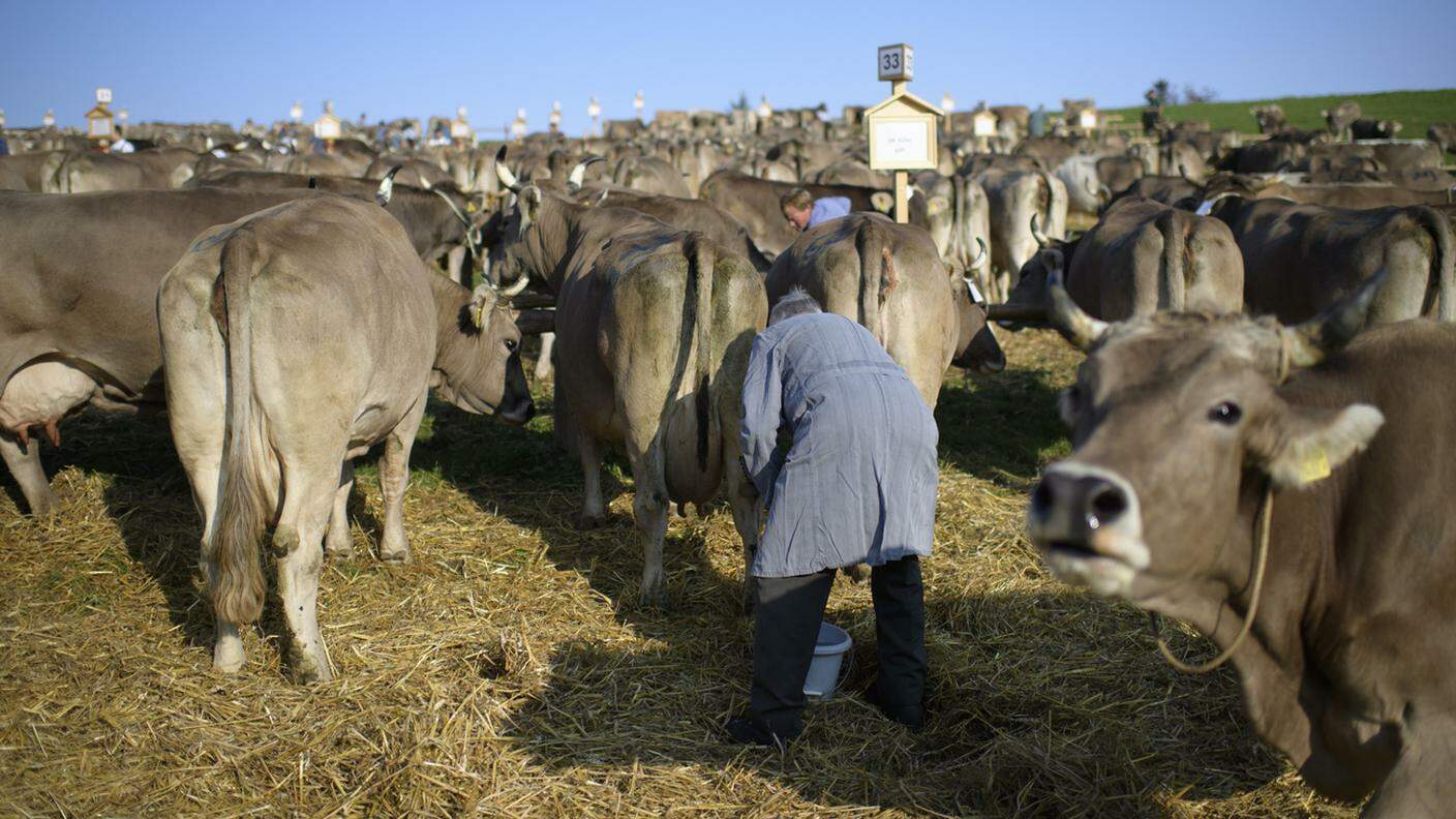 Il pesante lavoro dei contadini in Svizzera tocca le 66 ore a settimana