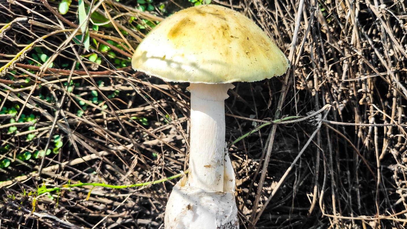 imago0723633016h.jpg